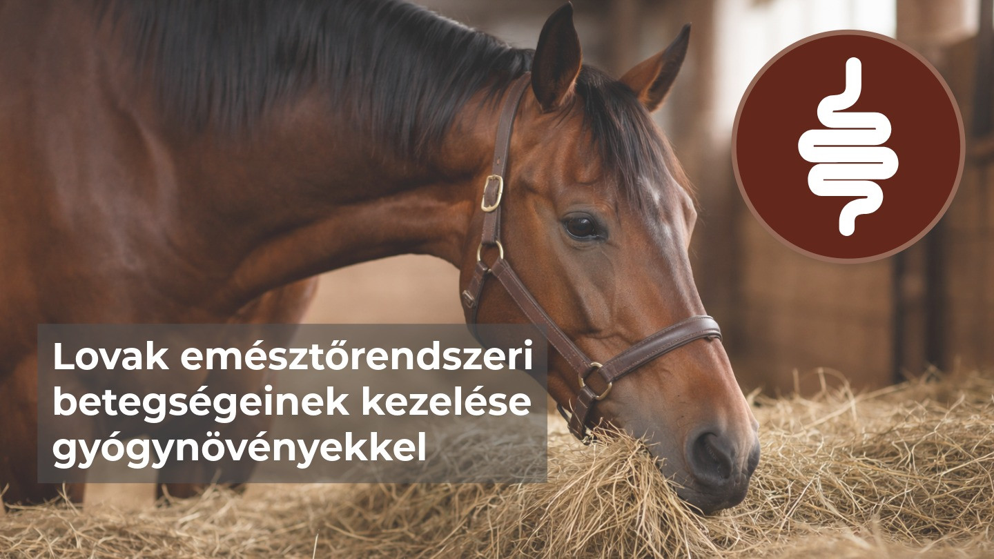 Lovak emésztőrendszeri betegségeinek kezelése gyógynövényekkel - Fitocavallo termékválasztó