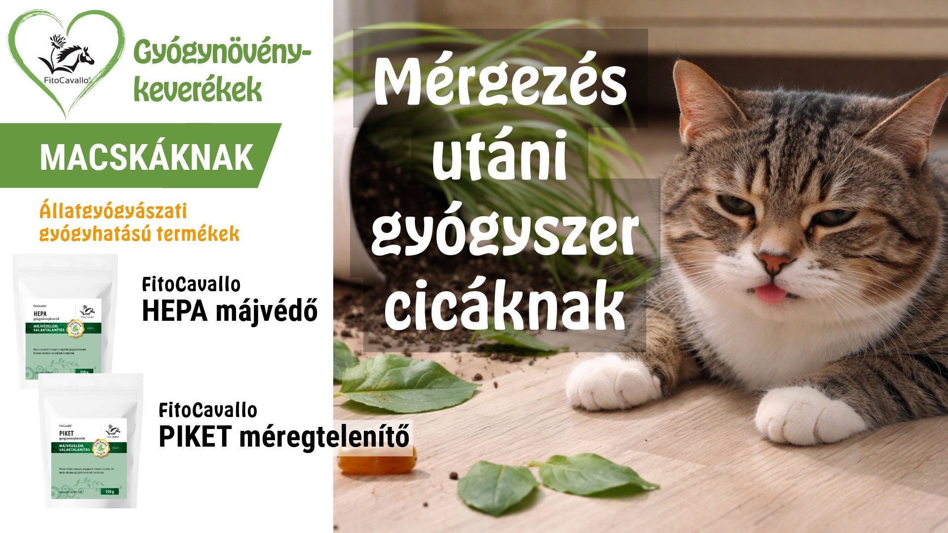 Cicáknak mérgezés utáni regenerációt segítő gyógyszerek, gyógynövények