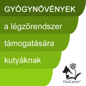 Légzőrendszer Légzőrendszer