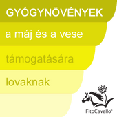 Máj és vese Máj és vese
