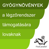 Légzőrendszer Légzőrendszer