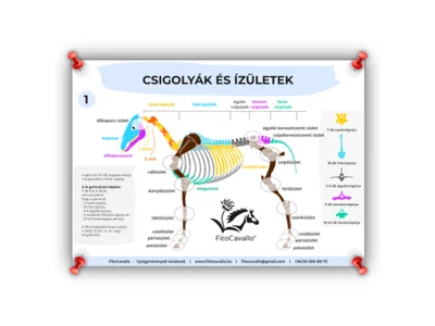 ló csigolyák és ízületek infografika poszter A4