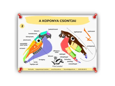 ló koponya csontok infografika poszter A4