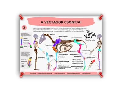 ló végtagok csontok infografika poszter A4