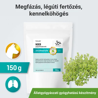 Megfázás, por, füst, szmog, penész okozta köhögés, orrfolyás