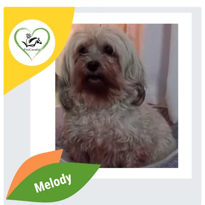 Melody - időskori fogínygyulladás