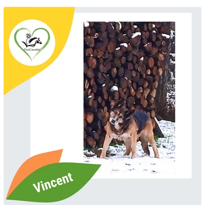 Vincent - porckorongsérv, vizeletcsepegés