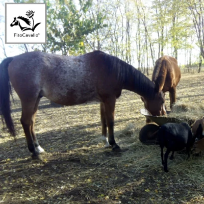 Brúnó - Parlagfűallergia