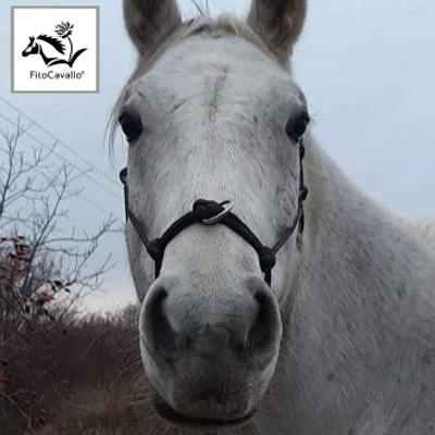 Siglavy Kis Herceg - Porallergia, befulladás