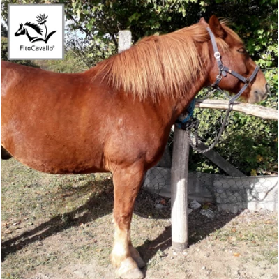 Shelby - Hidegvérű ló korpás bőrének viszketése