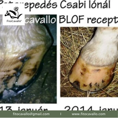 Csabi - Pártaszélig húzódó patarepedés