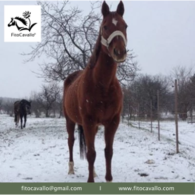 Dáridó - Téli istállóallergia, köhögés, nehezített légzés