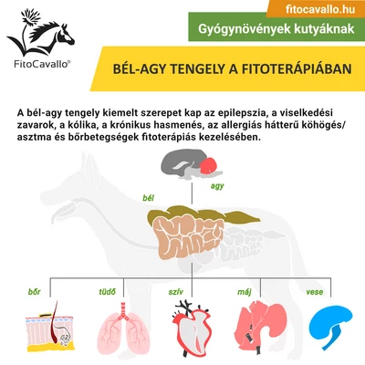 Bél-agy tengely az állat-fitoterápiában