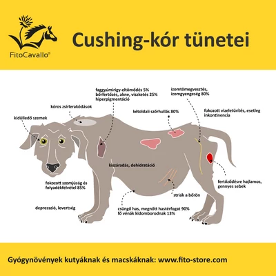 Cushing-kór kutyáknál