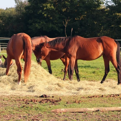 Jó takarmány- és vízhigiénia: az egészséges lovak alapja