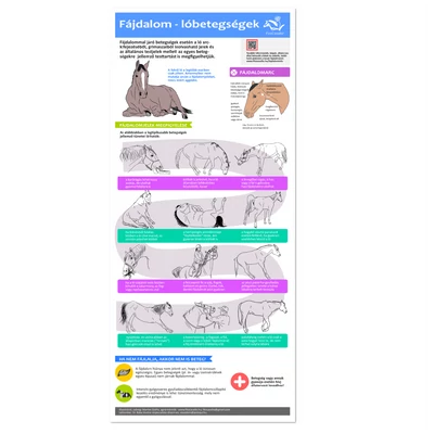 Fájdalomjelek betegségek esetén lovaknál – infografika