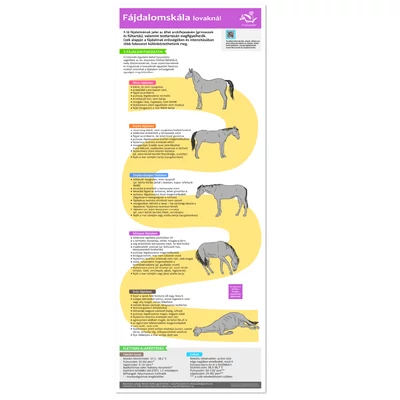 Fájdalombecslés lovaknál INFOGRAFIKA