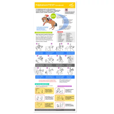 Fájdalomjelek a lovon - lovaglás során INFOGRAFIKA