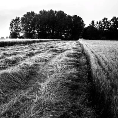Nemkívánatos anyagok a ló takarmányában