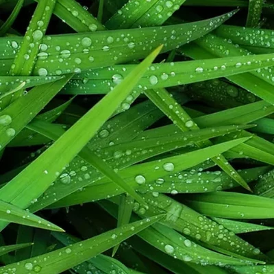 Irány a tavaszi zöld legelő! Vagy mégsem?