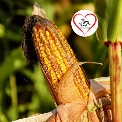 A korpa, a kukorica és a búza veszélyei