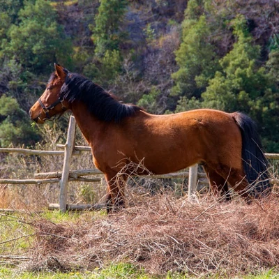 Bélflóra a lovakban: mi ez? Mi köze az asztmához?