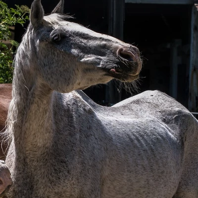 Súlyos lóasztmához társuló fokozott légúti idegrendszeri ingerlékenység