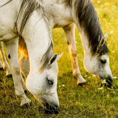 Kezdődő légúti allergia, prüszkölés, vizes orrfolyás lovaknál