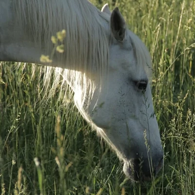 Allergiás vagy pszichogén köhögés, "köhintés" lovaknál