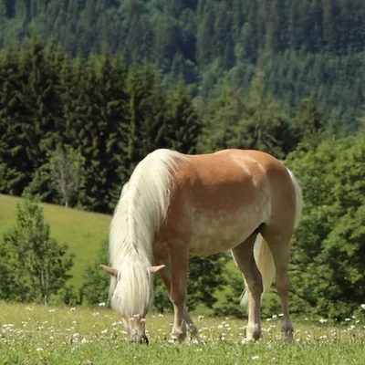 Allergiás köhögés, kehesség, légúti váladék lovaknál