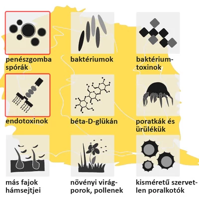 Lóasztma infografika 2. - Betegséget kiváltó okok
