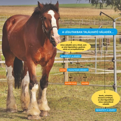 Légzőszervi betegségek fitoterápiás kezelése - döntésfa