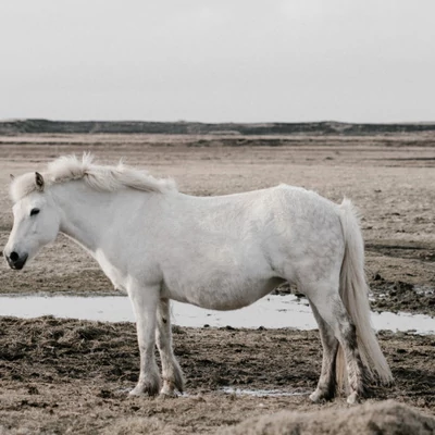 Megfázott vemhes kancának gyógynövények