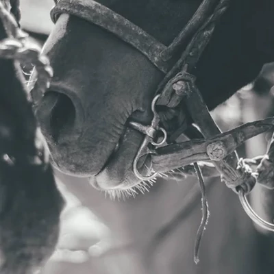 Orrmelléküreg-, arc- és homloküreg-gyulladás lovaknál