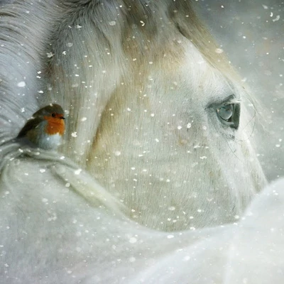 Téli lóistállószellőztetés