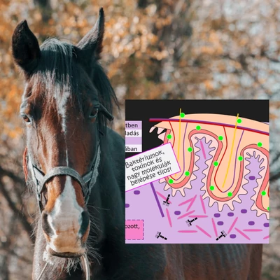 Endotoxémia lovaknál