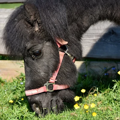 A legelő és a széna mérgező növényei: ingyenes előadásvideó