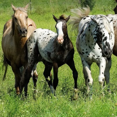 Növényi mérgezések 3. - Teendők mérgezéseknél