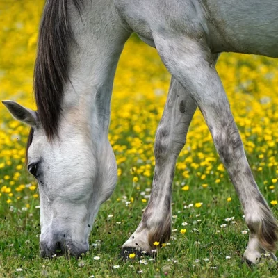 Növényi mérgezések 1. - Bevezető