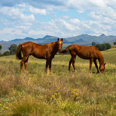 Növényi mérgezések 2. - Okok és következmények
