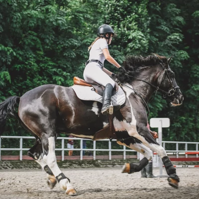 Edzéstípusok lovakban