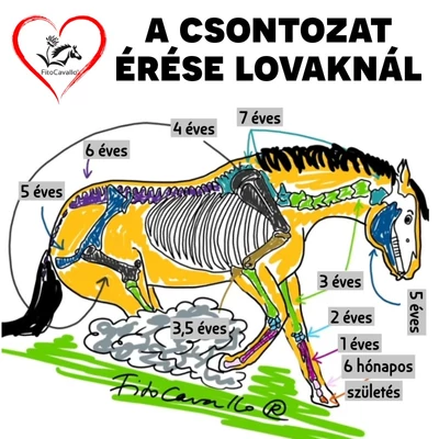 A lovak csontozatának érése – miért veszélyes a túl korai terhelés?