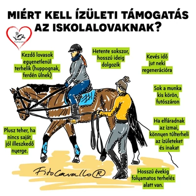 Miért és hogyan támogasd hatékonyan az iskolalovak ízületeit?