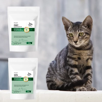 Macskák allergiás betegségei: mi ezek, miért alakulnak ki, és hogyan kezelhetők?