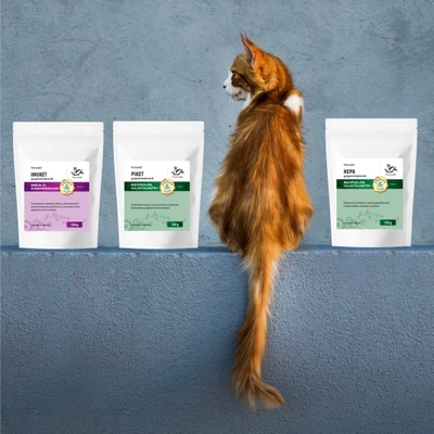 Macskák bolhássága: tünetek, okok és kezelések