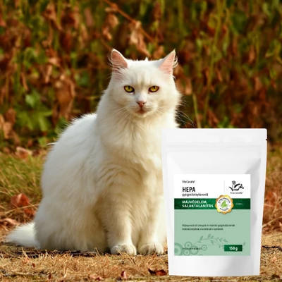 Macskák elhízása: okok, kockázatok és kezelés