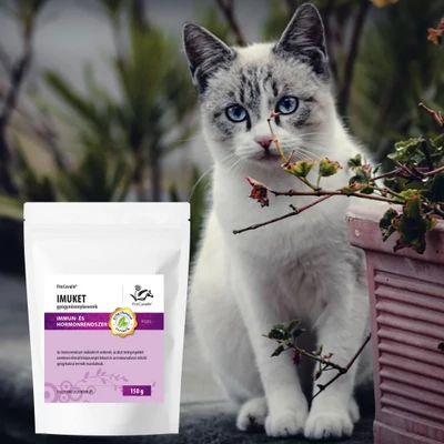 Macskák féregfertőzései: okok, tünetek és kezelési lehetőségek