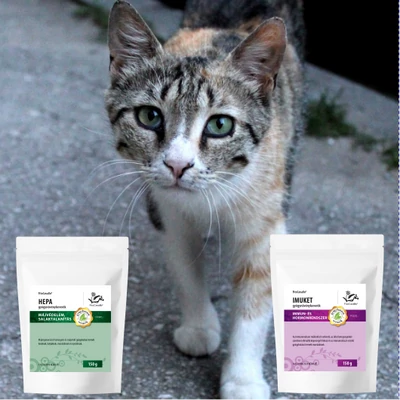 Macskaleukózis (FeLV) és macska immundeficiencia vírus (FIV)