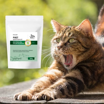 Macskafogászat: a macskák fogainak egészsége, betegségei és megelőzésük