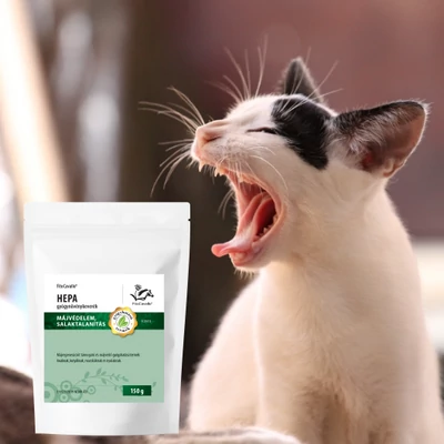 Macskák hányása: okok, tünetek és kezelési lehetőségek